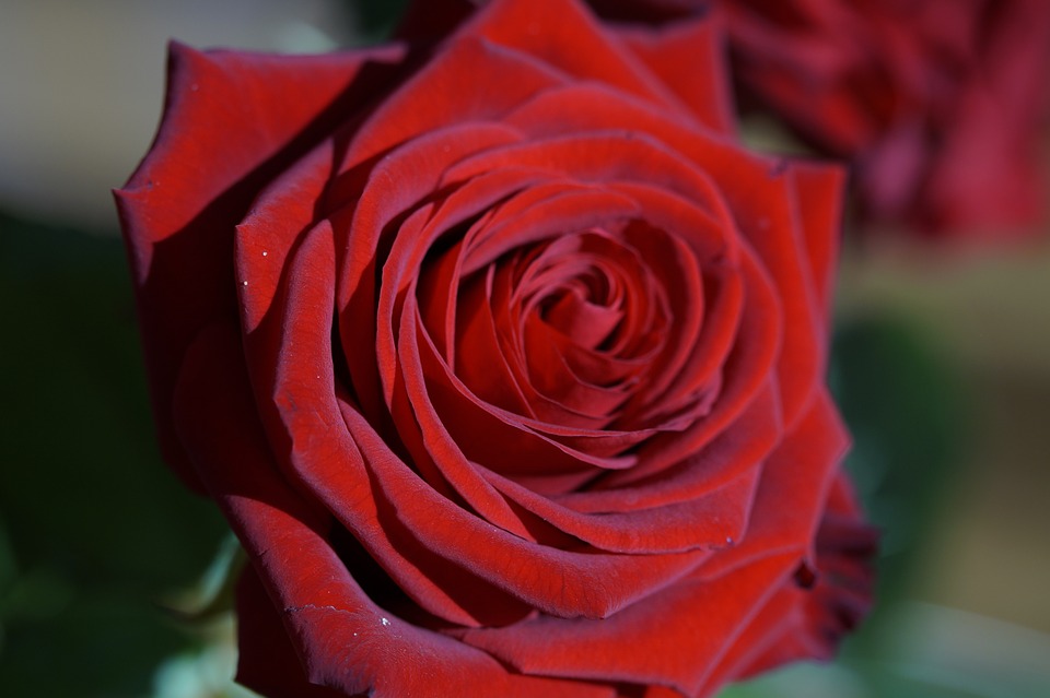 Love You Red Rose