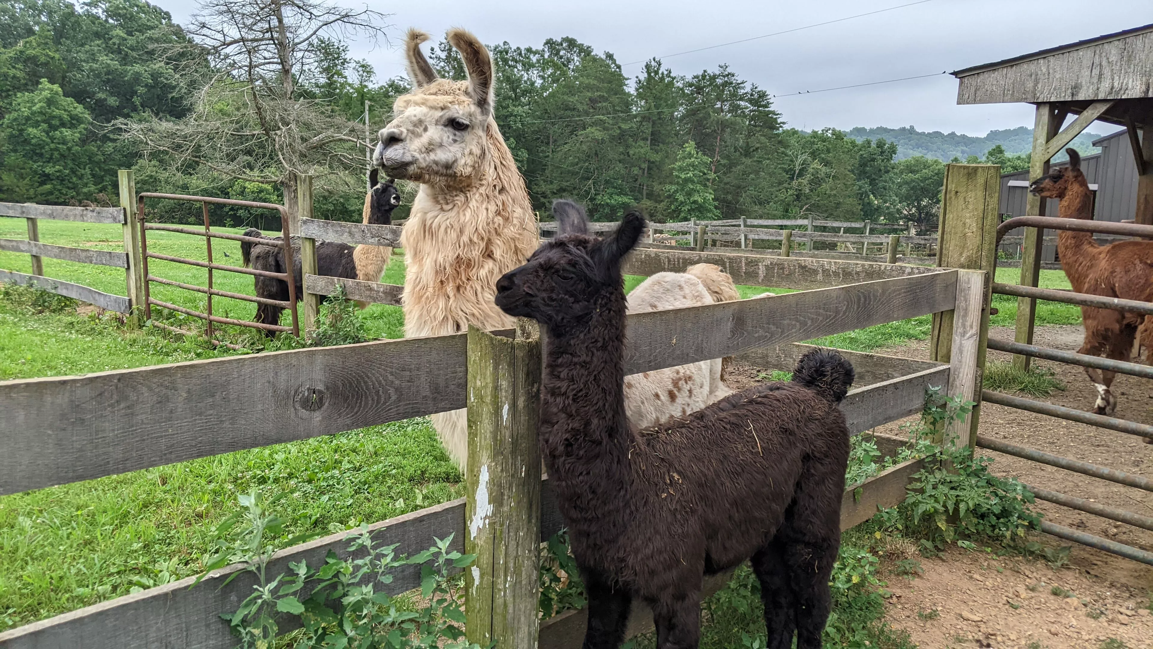 An image of llamas named Tonks and Appy Hour standing either side of a fence