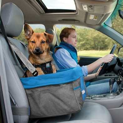 ​4 Tips for Driving Safely with a Small Dog