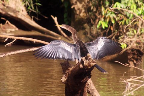 Caño Negro Wildlife Refuge Costa Rica