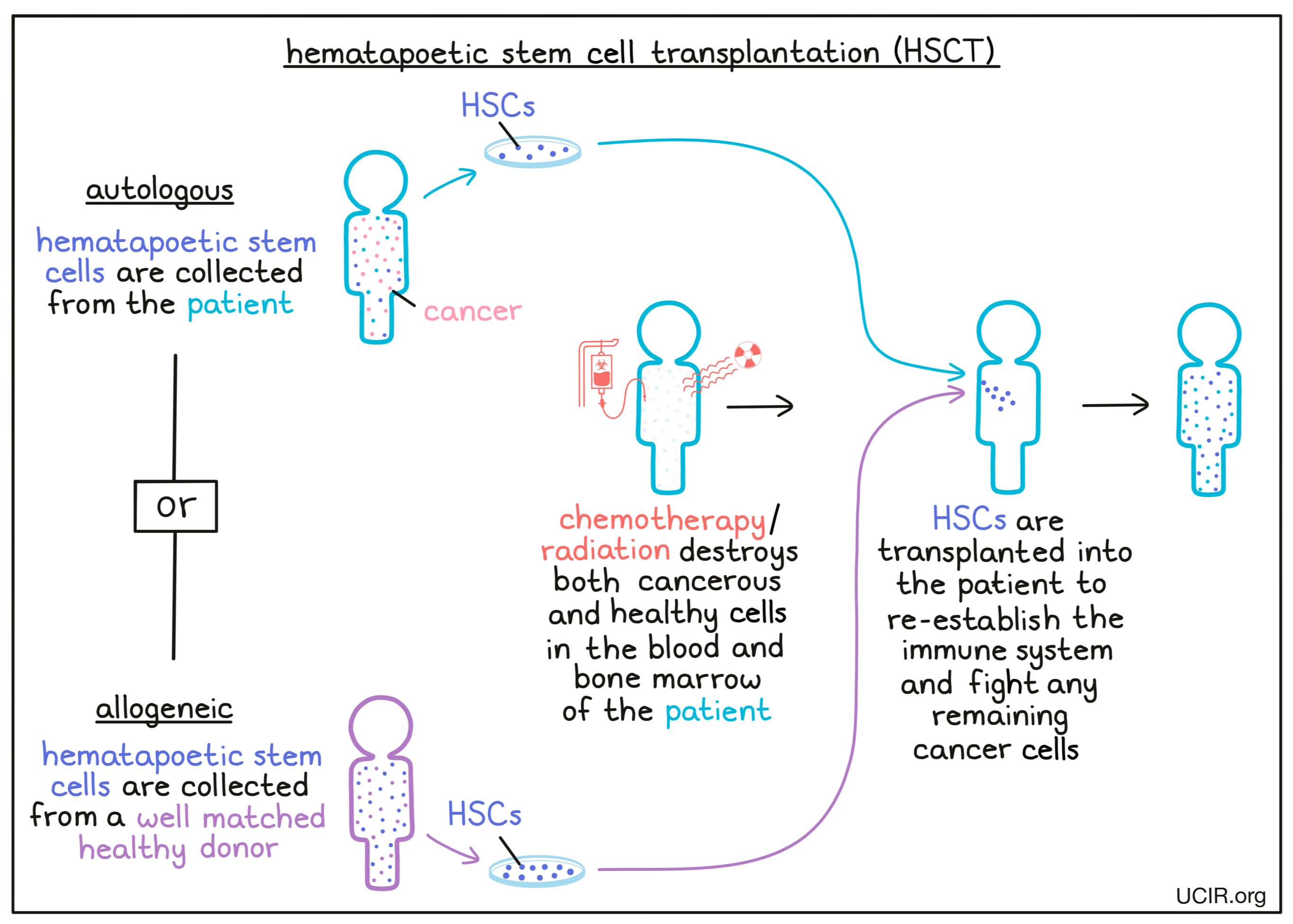 Illustration showing how HSCT works