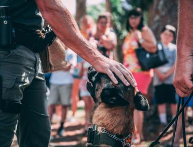 Police Dogs: What Makes a Dog a Good Police Dog?