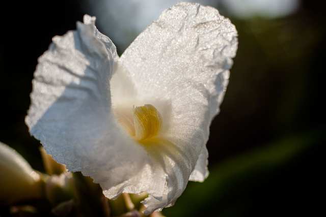 Ice flower, 