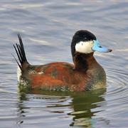 Ruddy Duck