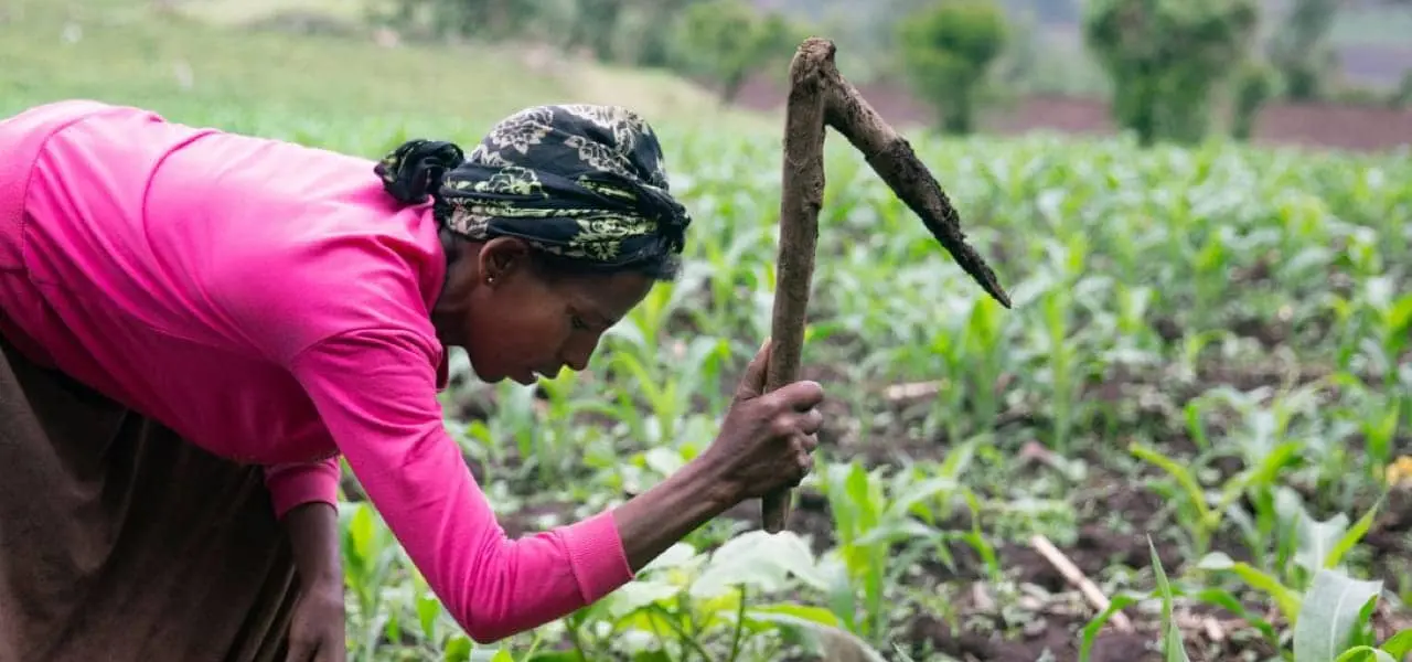 Woman cultivating filed in Ethiopia