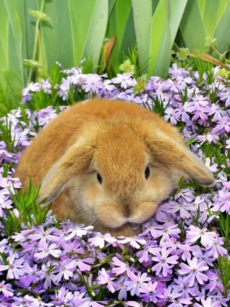 Holland Lop