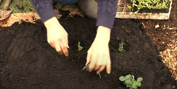 Charles showing how to plant a spinach
