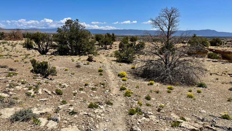 Flat trail across a mesa
