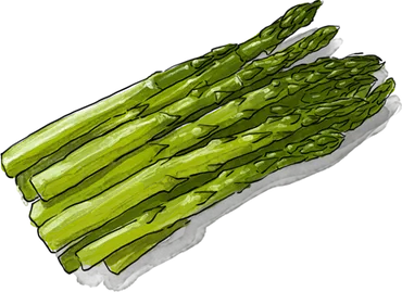 Illustration of Asparagus