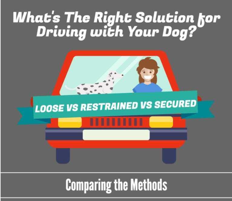 What's the Right Dog Travel Solution?