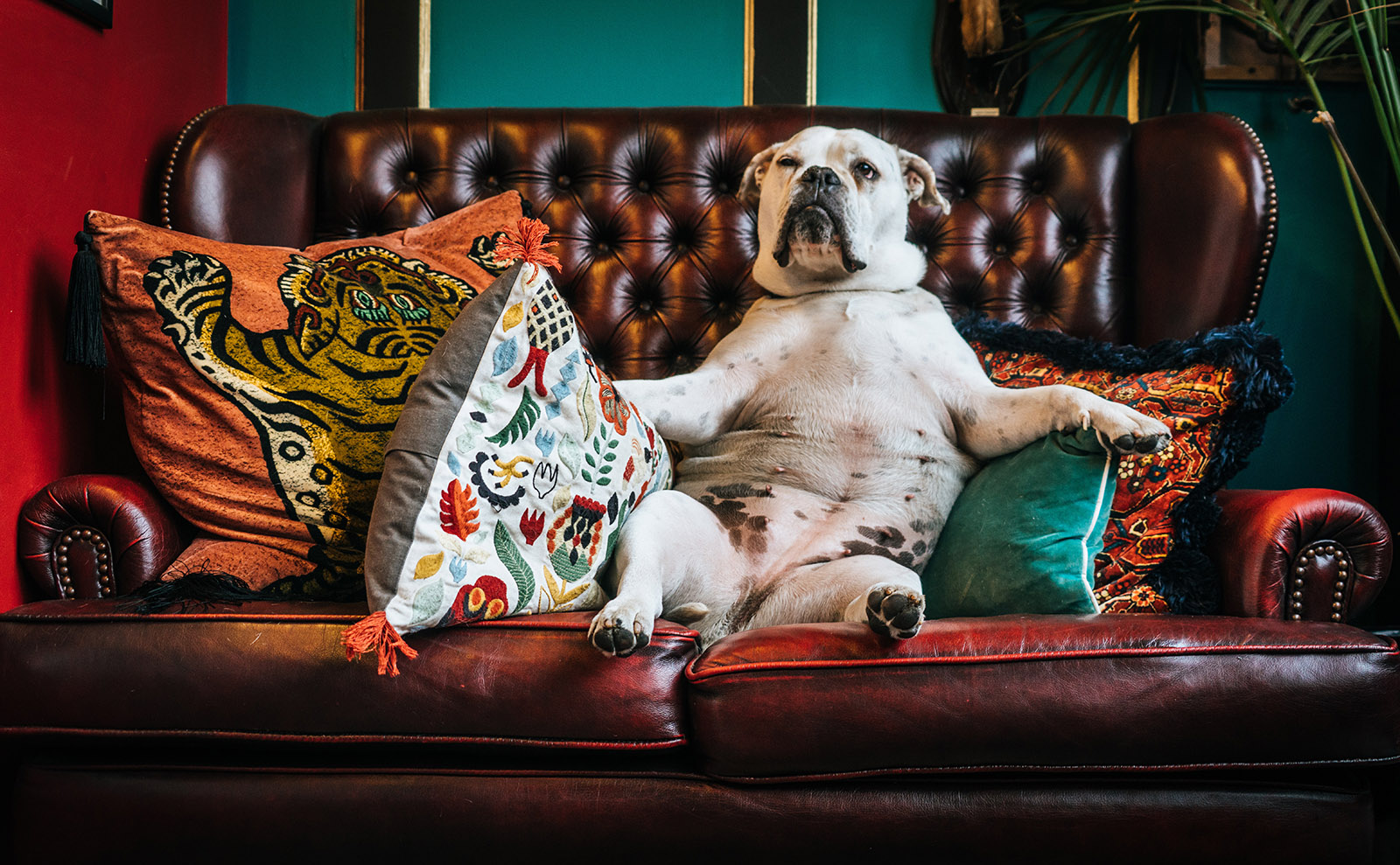 british bulldog sitting on a couch with throw pillows