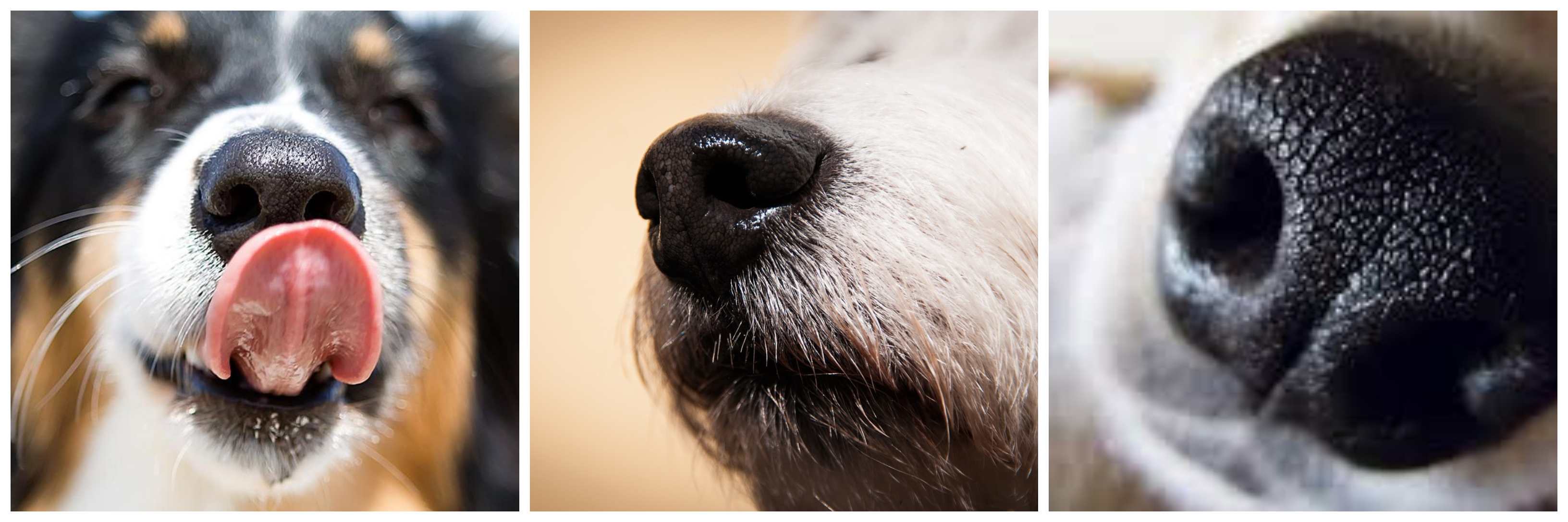 three different dog noses in a collage