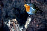 A Robin perching on a branch