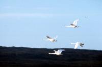 Four Whooper Swans in perfect formation