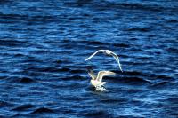 An Iceland Gull flying low