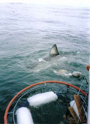 Sharks cage dive 4