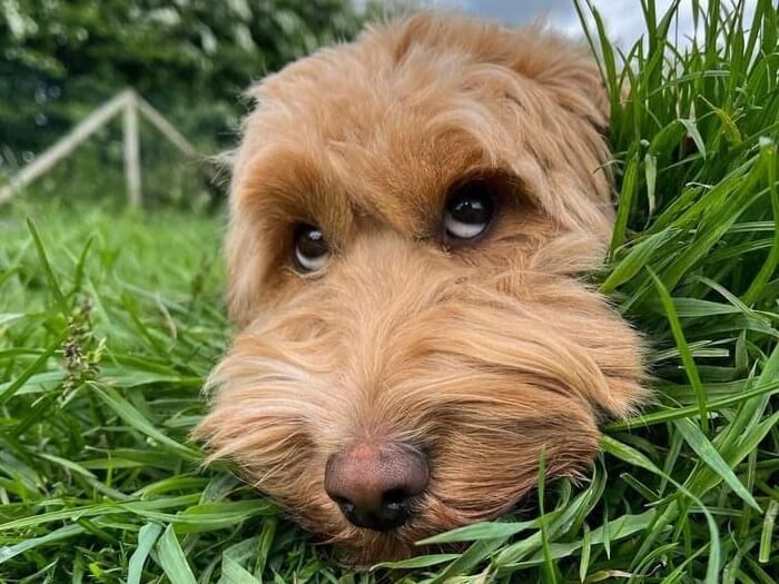 Dog laying down