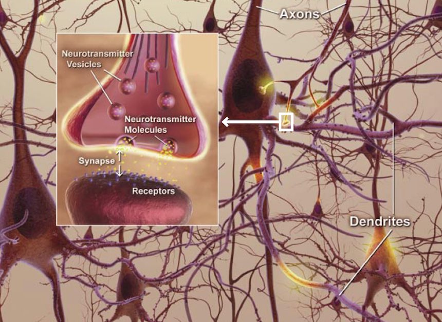 synapse axons dendrites neurons