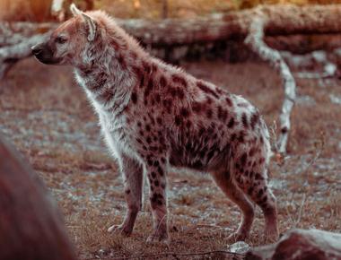 Are Hyenas Dogs? Can They Interbreed?