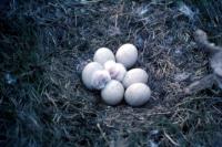 Snowy Owl nest with six eggs and a chick