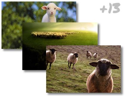 Sheep theme pack