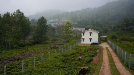 Tea Estate Views