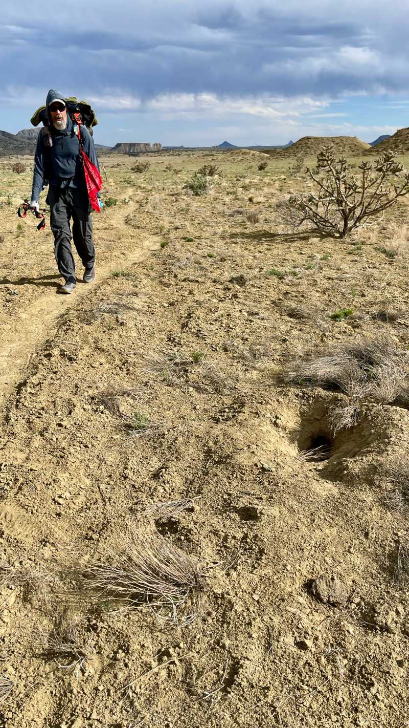 Zigzag walks past a prairie dog hole
