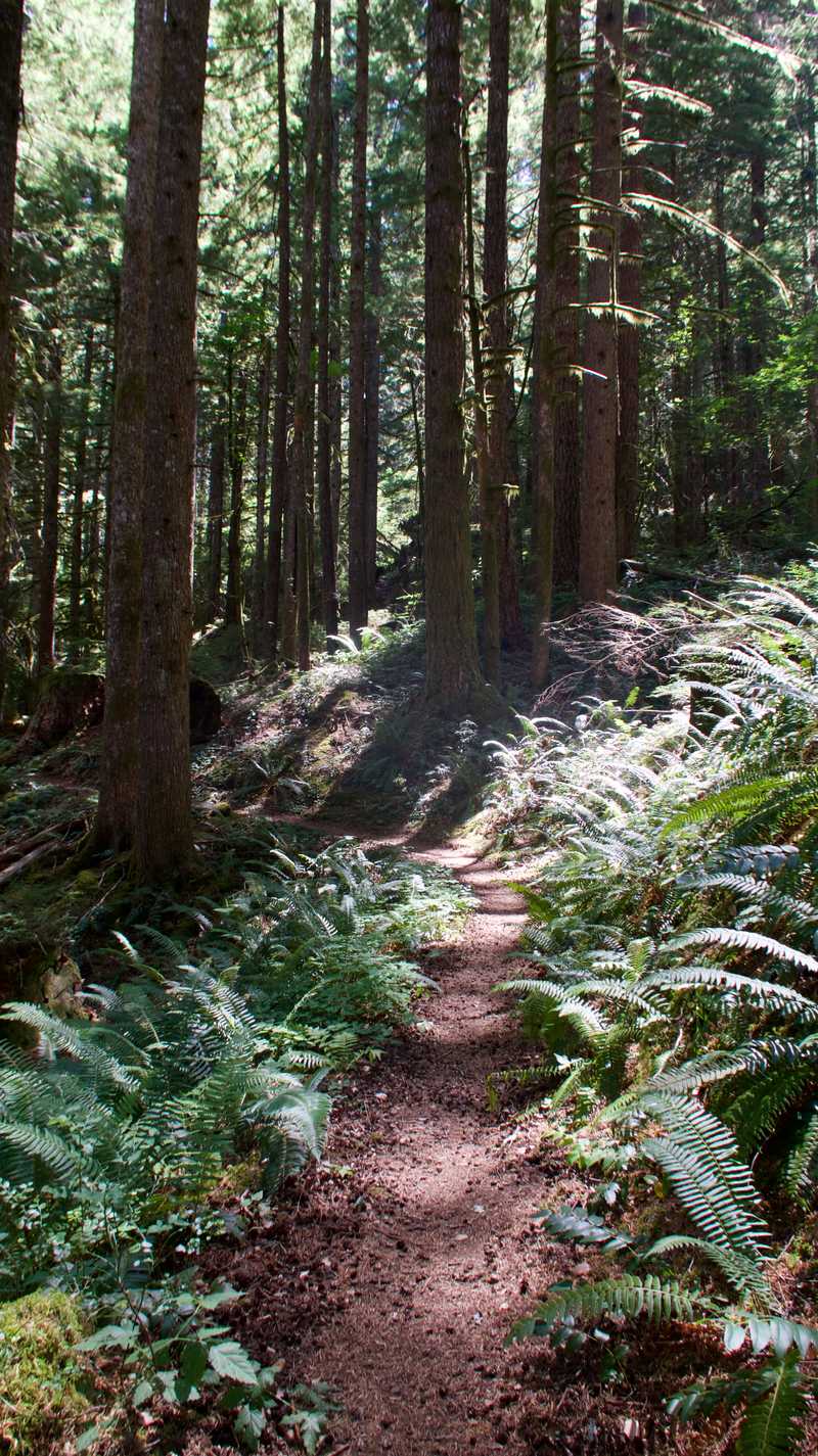 Ferns along the trail