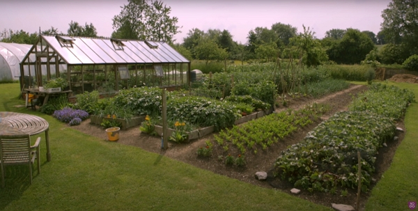 Homeacres garden, full with vegetables