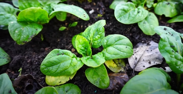 Spinach plants close-up