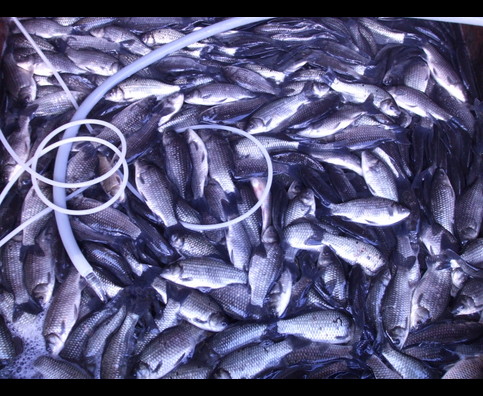 China Fish Markets 11