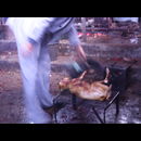 China Animal Markets 21