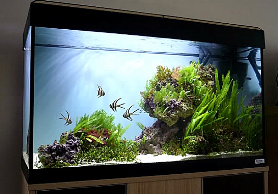 How to Add Rocks and Wood to Your Freshwater Aquarium