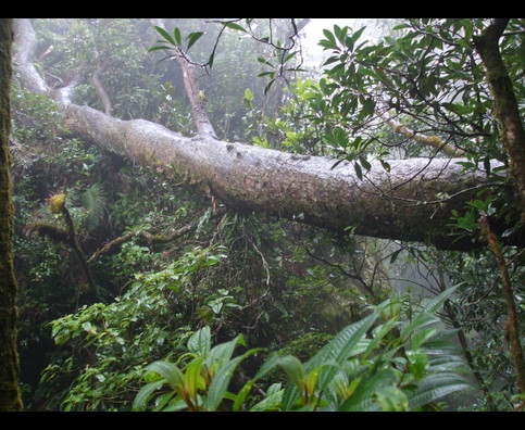 Elsv Rainforest 5