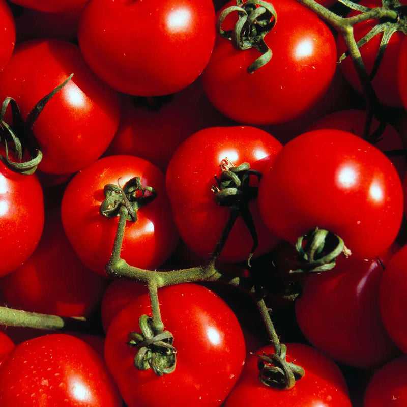 Griechisch-Lebensmittel-Griechische-Produkte-bio-kretische-tomaten-800g