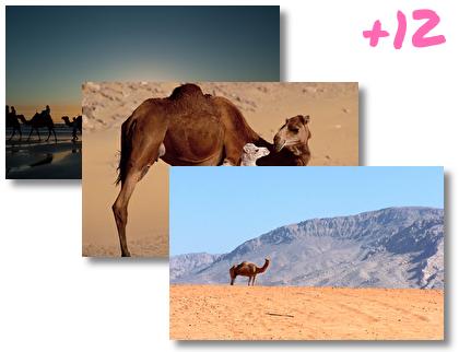 Camel theme pack