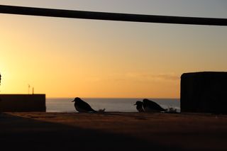 Three oyster catchers sat on a wall with the sun rising behind them.