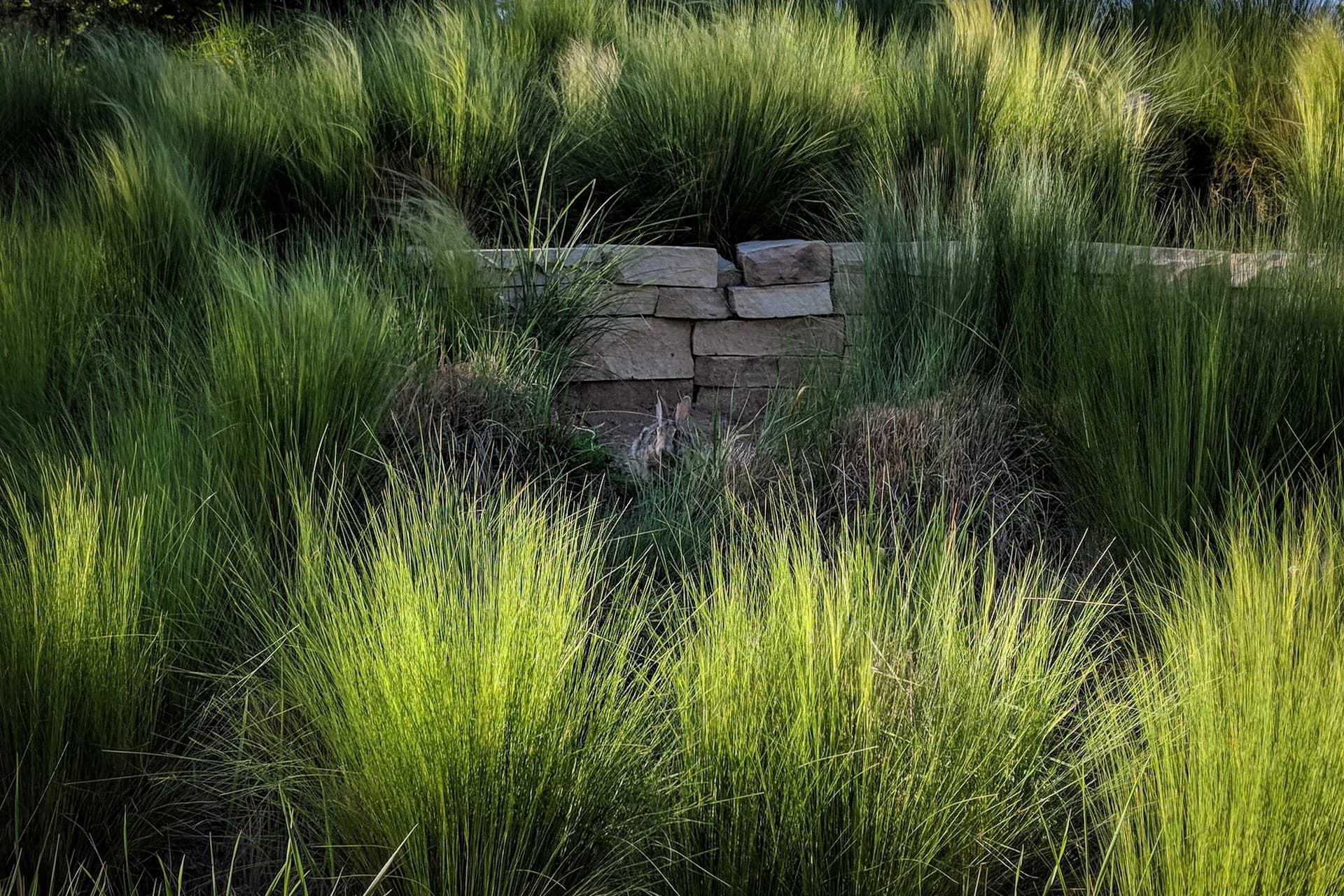 A rabbit sitting in front of a low stone wall, almost hidden in the tall grass.