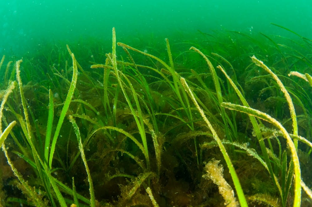 A seagrass meadow <em>(Zostera spp.)</em>