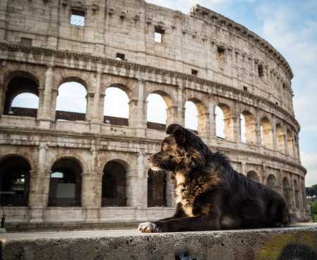 Come viaggiare in Italia col cane - Una guida completa - Featured image