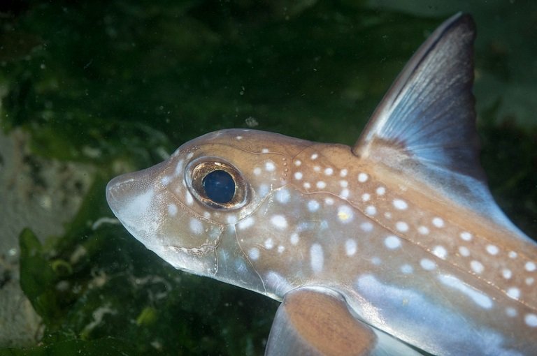 spotted ratfish