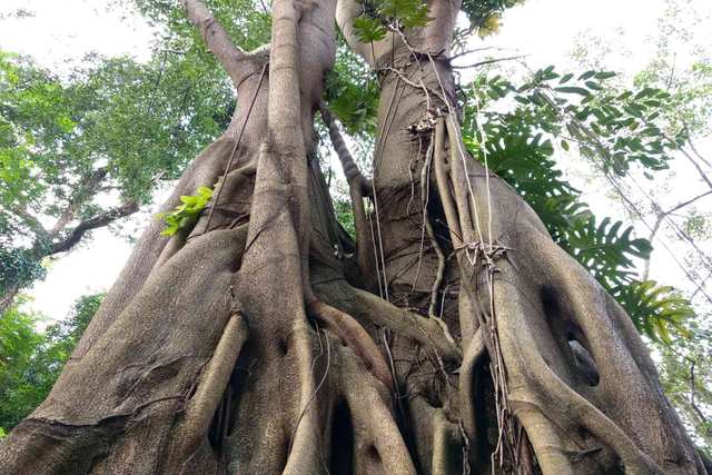 Magic Green - Singapore Botanic Gardens