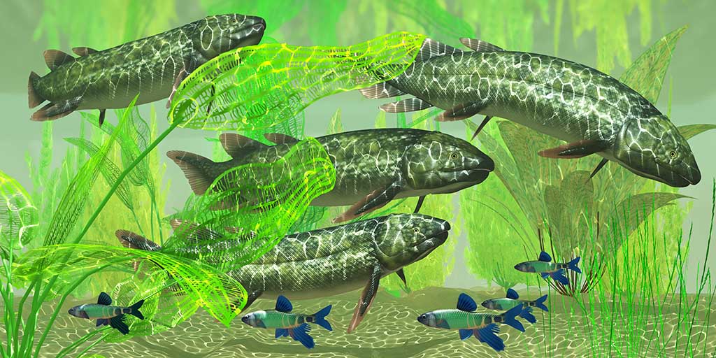 Dipterus is an extinct freshwater lungfish