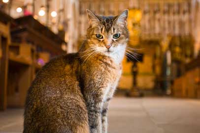 Doorkins the cat, Southwark Cathedral