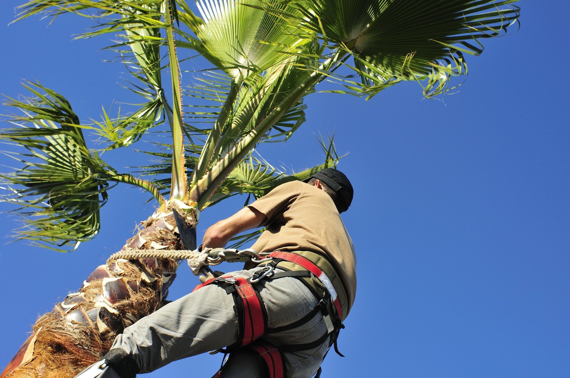 palm tree services