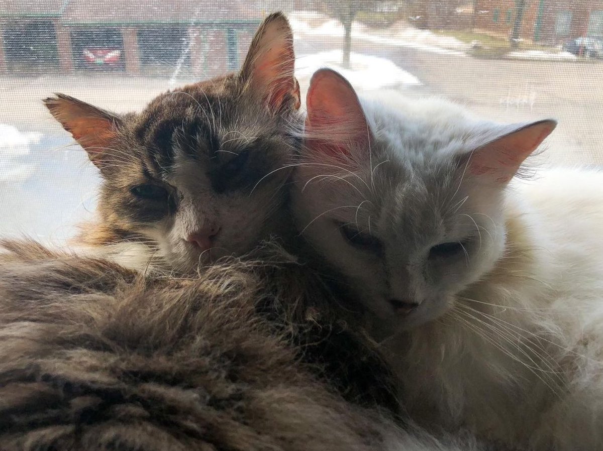 Color photo of my cats sitting with their heads smooshed together facing the camera with a window behind them. Both longhaired, Fergus is a large brown tabby on the left, Francie is a petite white girl on the right.