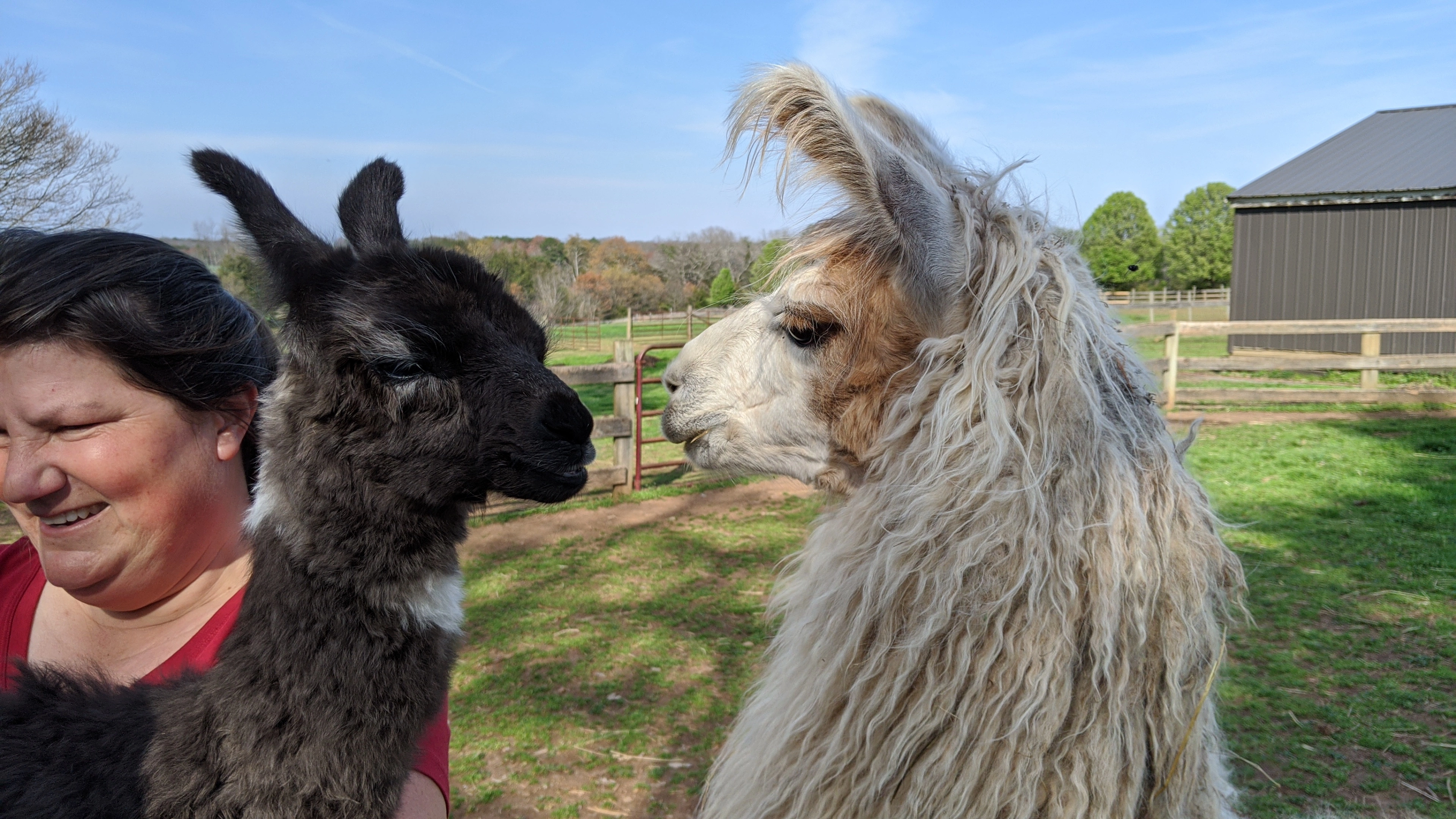 An image of a newborn llama named "OK Boomer" being held by Paige next to Boomer's mother, "Boo"