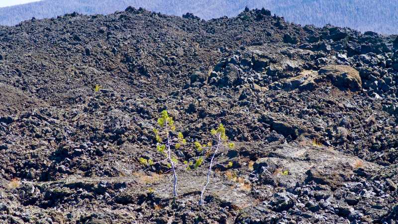 Two trees attempt to grow in the volcanic rock