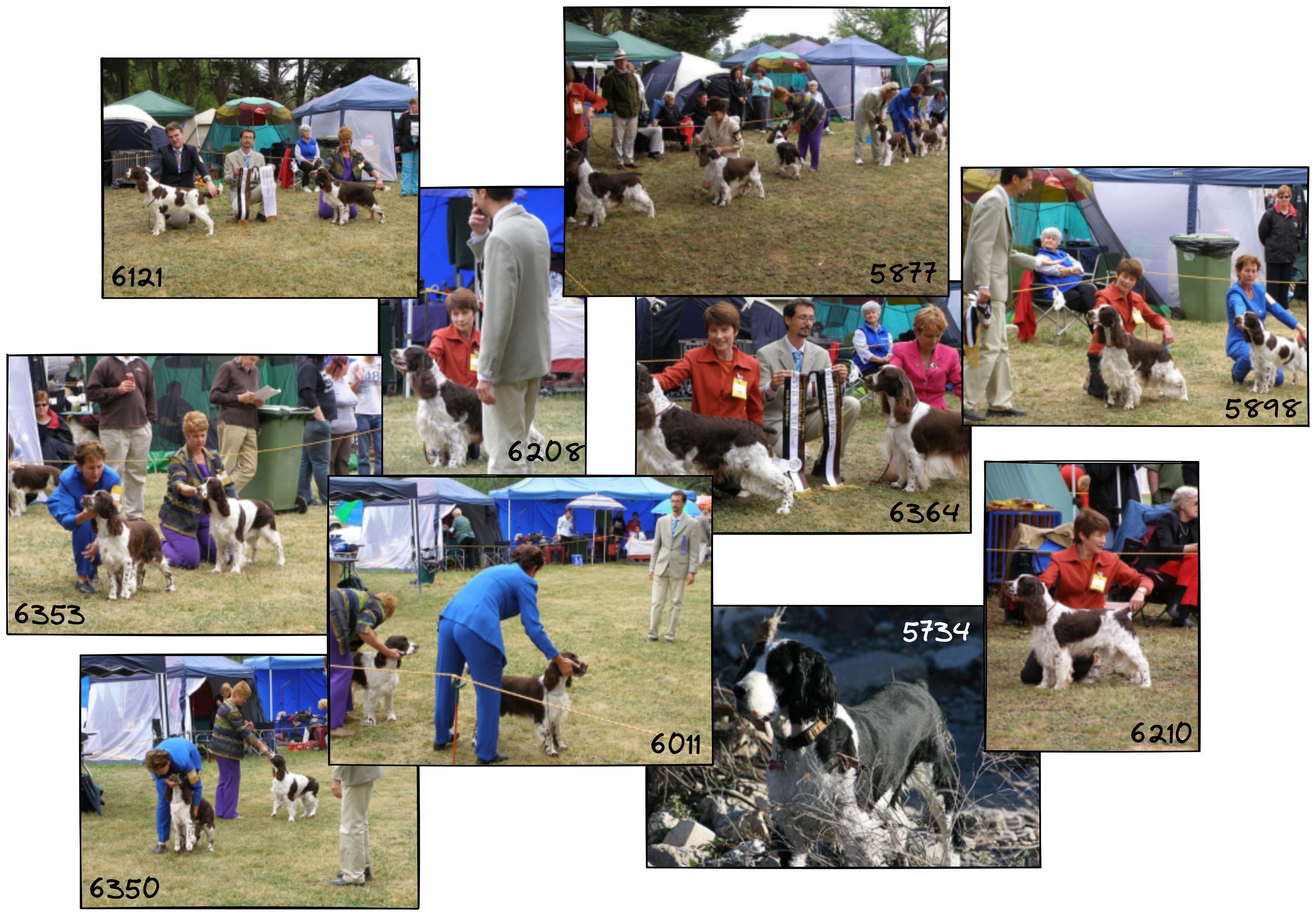 dog-show-results