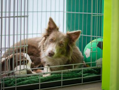 Dog Stays in Their Crate Most of the Time? Here's Why